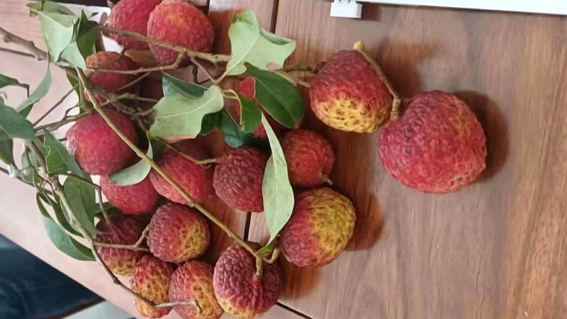 Lychees retain their fresh quality after more than 20 days of controlled-atmosphere storage1 Lychees retain their fresh quality after more than 20 days of controlled-atmosphere storage1